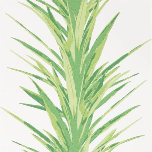 Yucca 216649